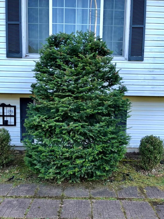 Hedge Trimming/Removal